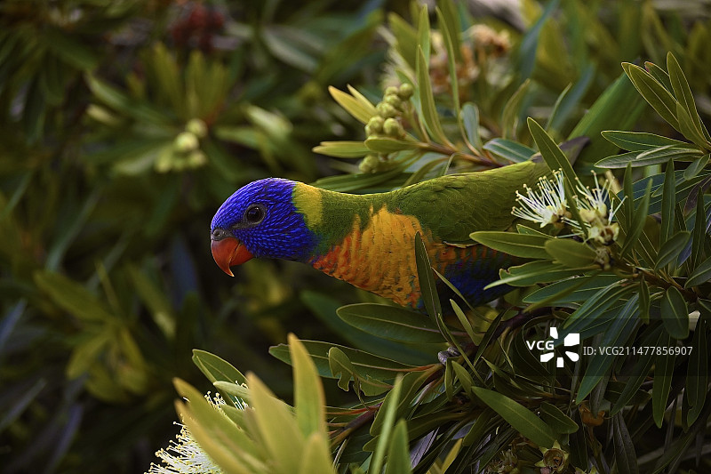 吸蜜鹦鹉图片素材