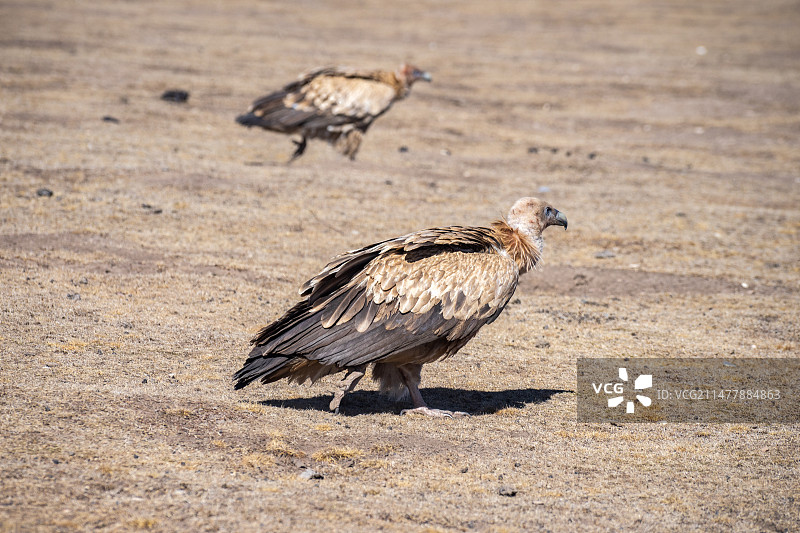 四川阿坝州若尔盖草原上的秃鹫图片素材