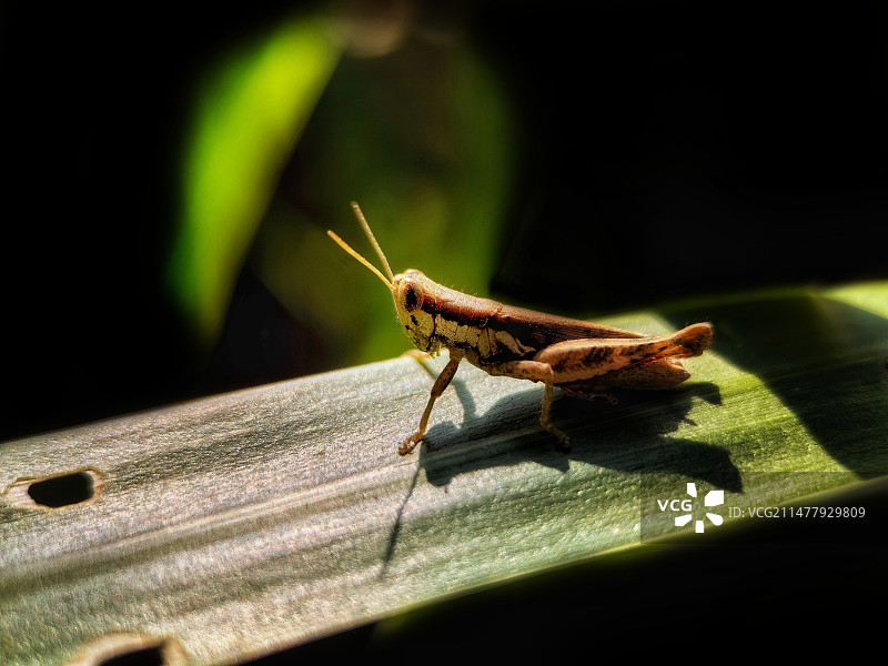 叶上昆虫特写镜头图片素材