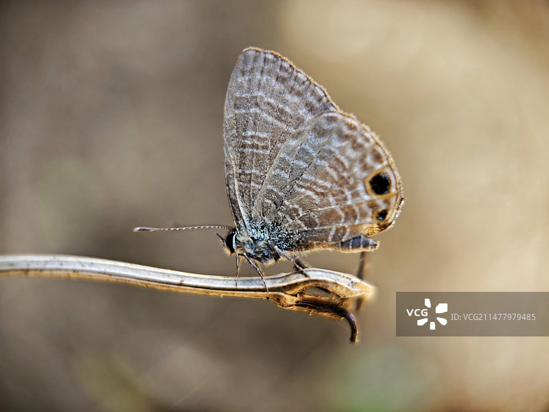 夕阳西下图片素材