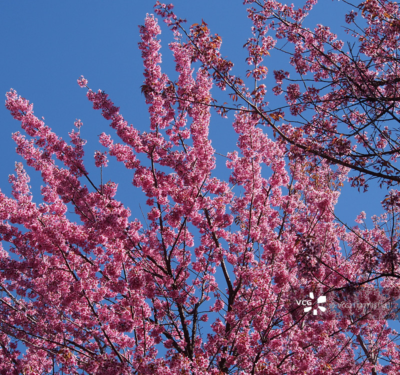 冬天粉红色樱花的低视角图片素材
