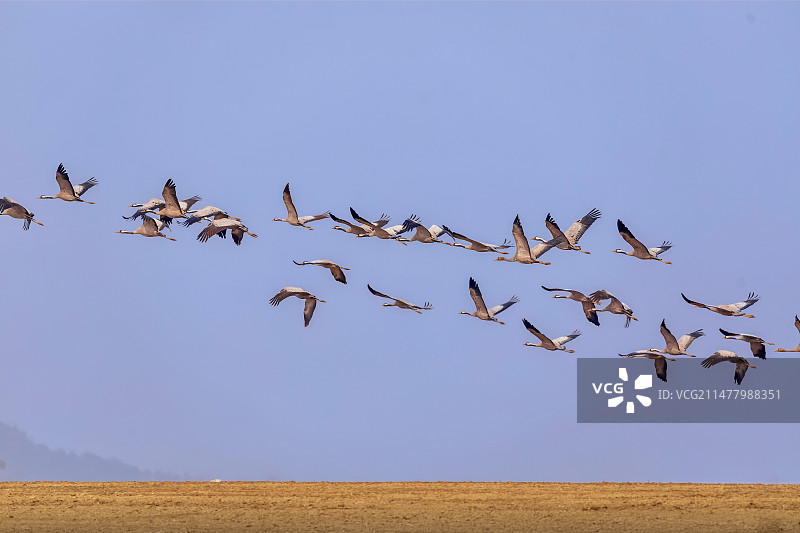 白头鹤图片素材