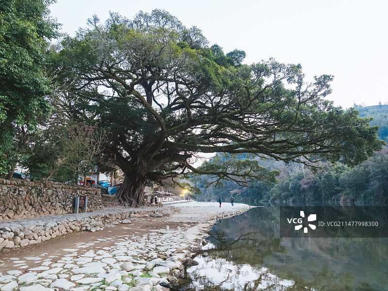 漳州南靖云水谣古镇大水车和大榕树景色图片素材