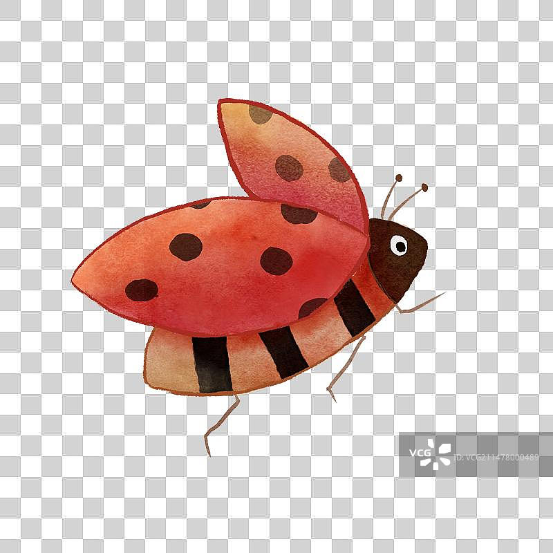 瓢虫手绘水彩插画图片素材