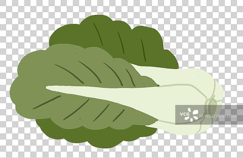 白菜图片素材