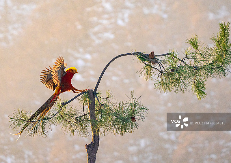 河南三门峡甘山红腹锦鸡在雪地追逐觅食、雪中起舞，白雪、锦鸡展冬日生态画卷，像国画一样美图片素材