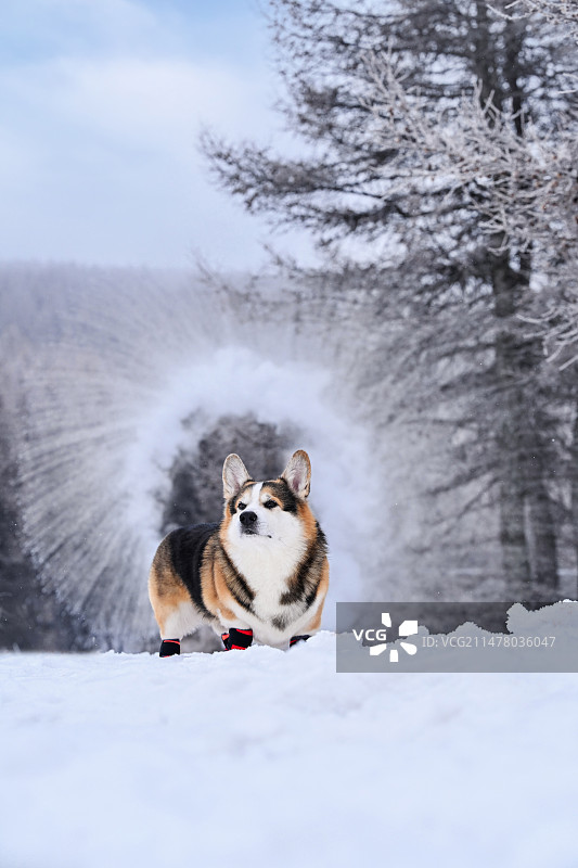 雪地里的威尔士柯基犬图片素材
