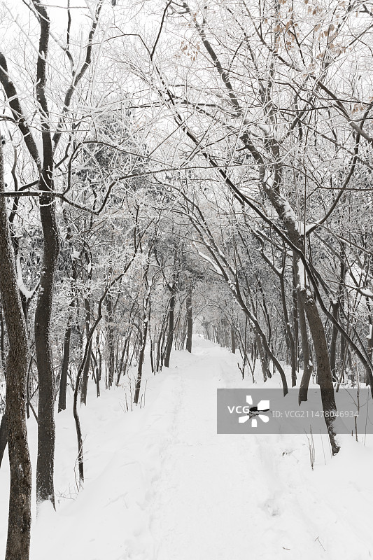 南京紫金山头陀岭雾凇图片素材