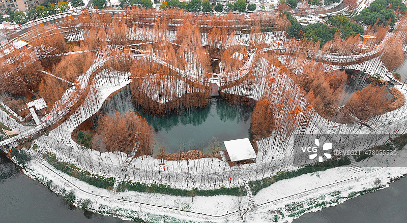 2024年2月3日，湖北宜昌城区迎来今冬最大的一场雪，运河公园红杉林与地面白雪相映成趣。图片素材