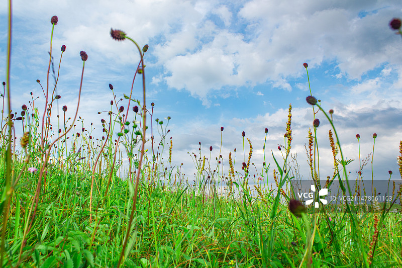 中国草原山脉自然风光拍摄主题，河北张家口崇礼县滑雪场自然牧场山顶的一片野花，户外白昼无人图像摄影图片素材