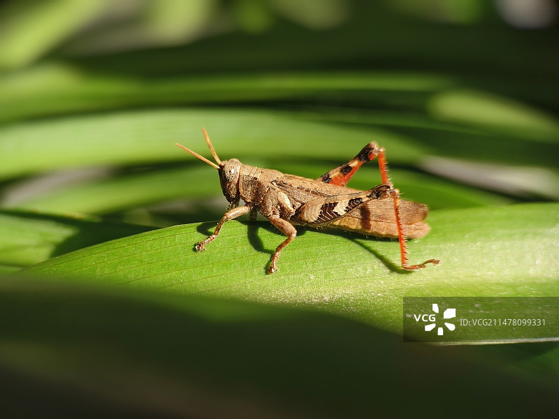 植物叶上的蚱蜢图片素材