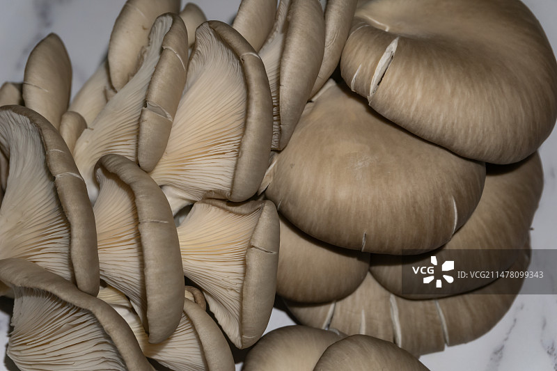 菌类蔬菜平菇图片素材
