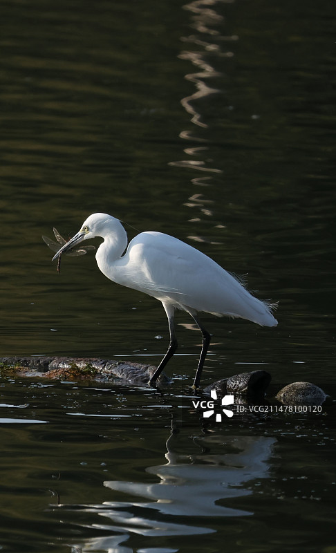 水面白鹭捕食蜻蜓图片素材