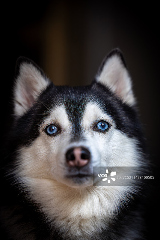 一只乖巧的哈士奇图片素材