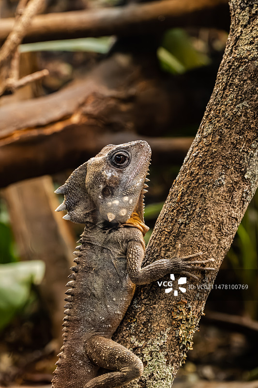 鬃狮蜥图片素材