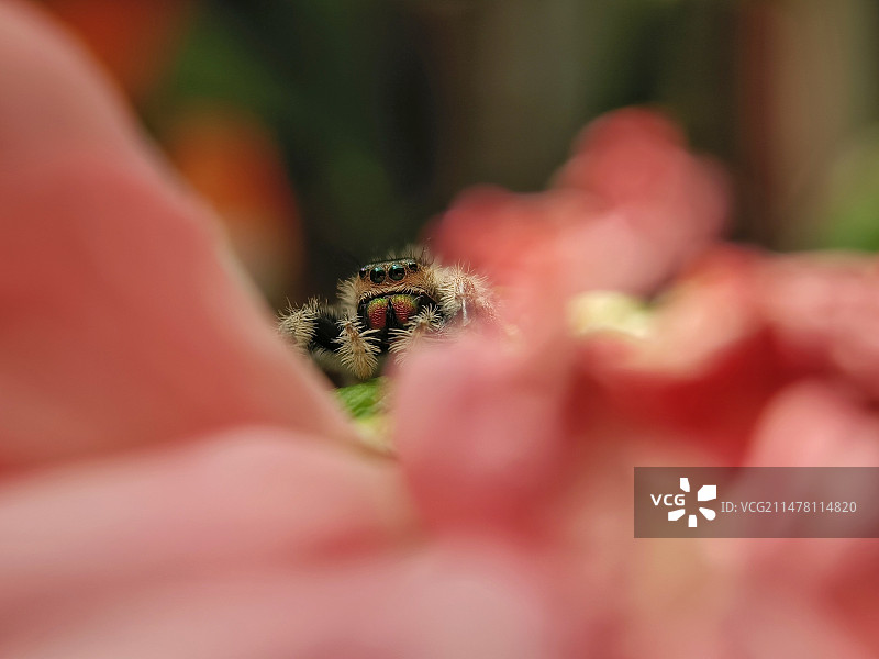 花上跳蛛特写镜头图片素材