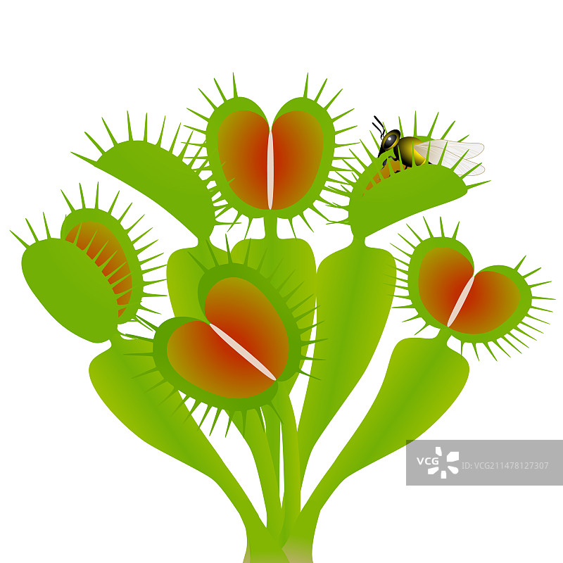 维纳斯捕蝇草与蜜蜂图片素材