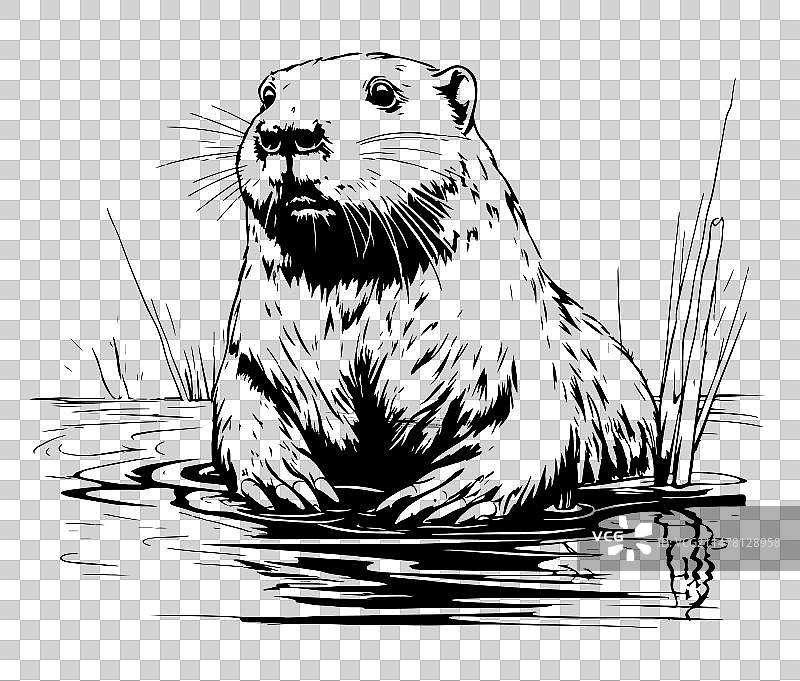 河狸啮齿动物的脸图片素材