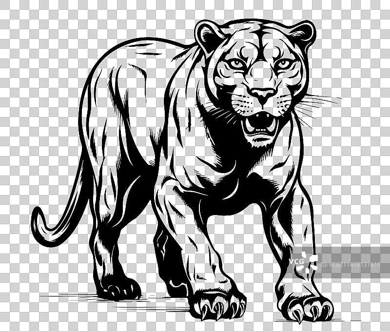 手绘黑豹素描图片素材