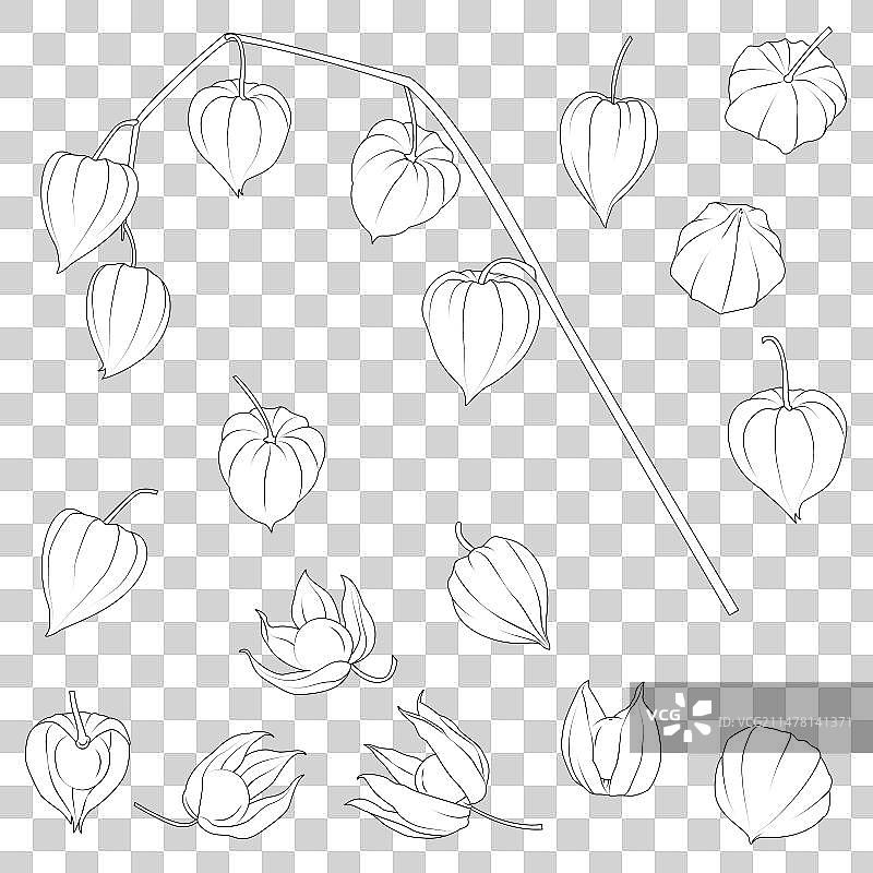 白色背景秘鲁酸浆植物图片素材