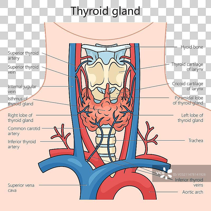 人体甲状腺结构医学图图片素材