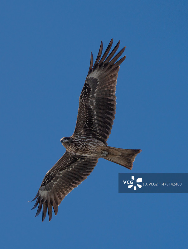 黑鸢在蓝天下低空飞行的低视角图片素材
