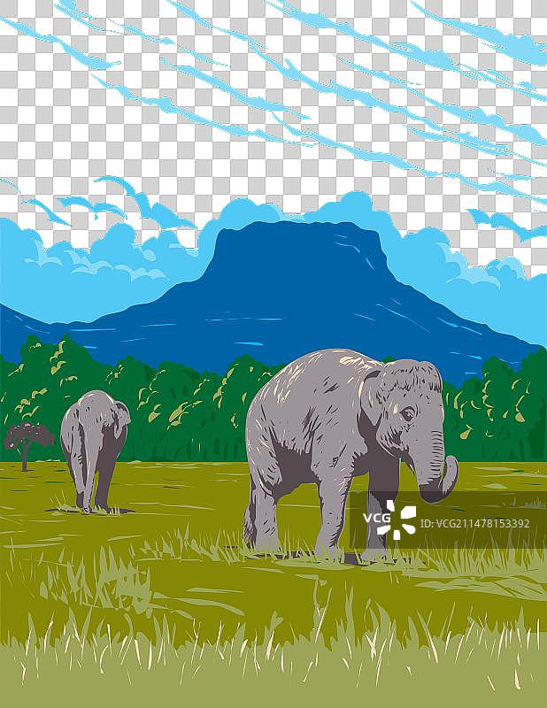 班达夫加尔国家公园里的印度象图片素材