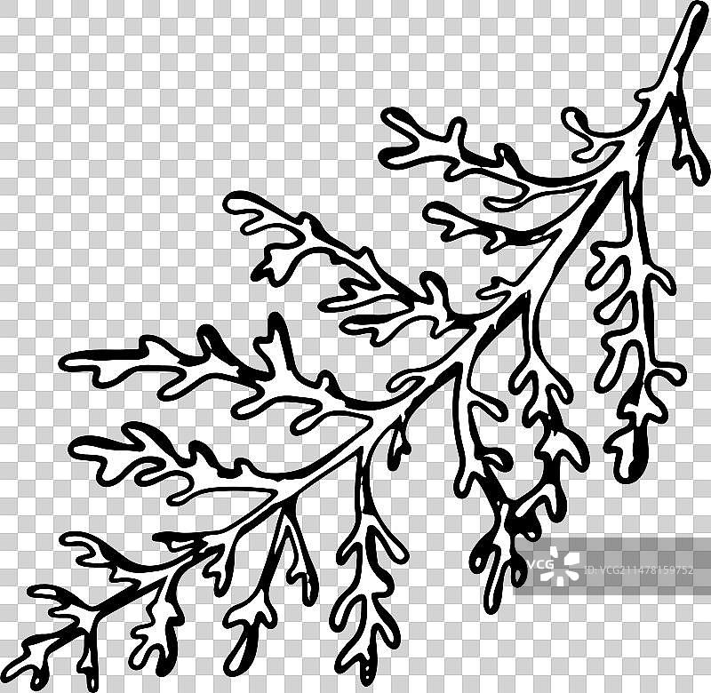 银叶菊图片素材