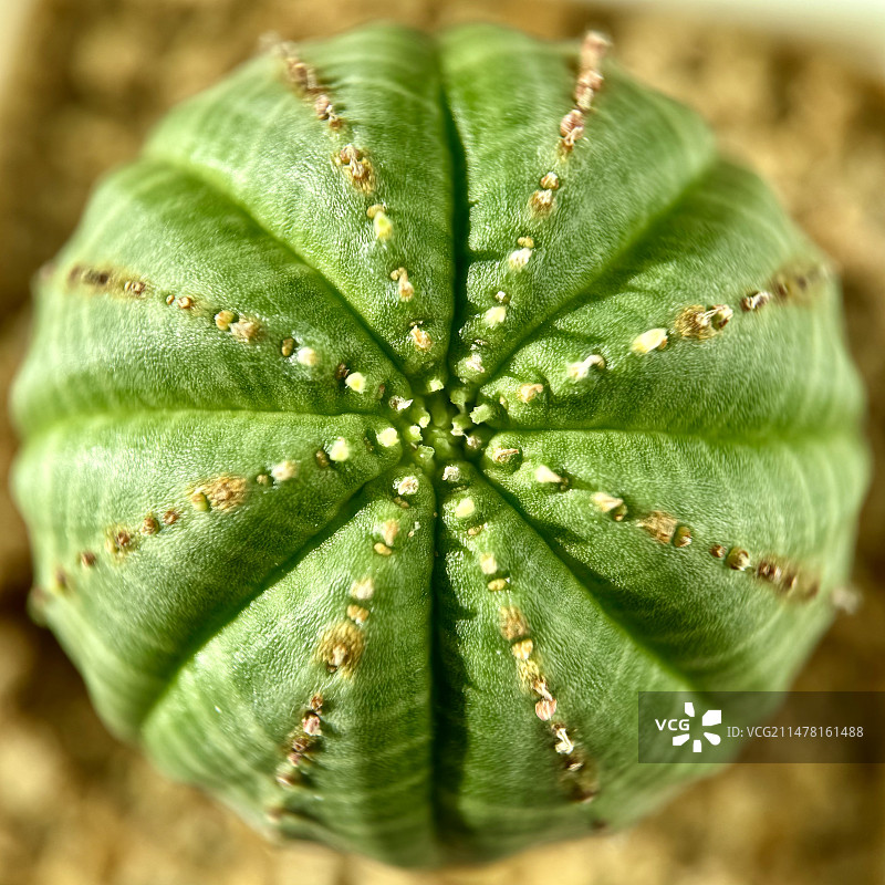 微距下的多肉植物图片素材