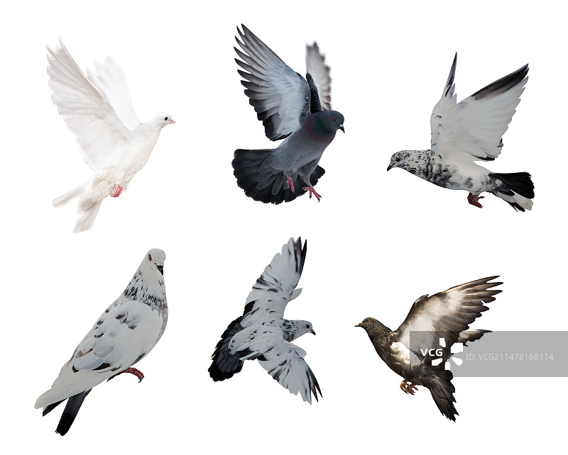 鸽子图片素材