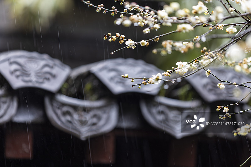 屋檐旁挂着雨滴的梅花特写图片素材