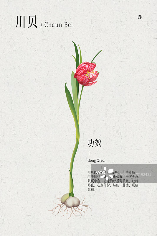 川贝植物中医药材手绘插画竖构图模版图片素材