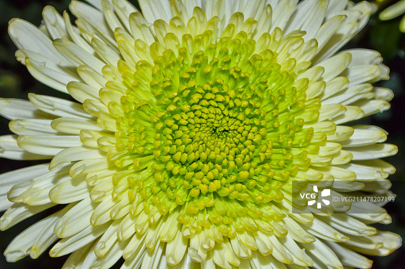 盛开的菊花图片素材