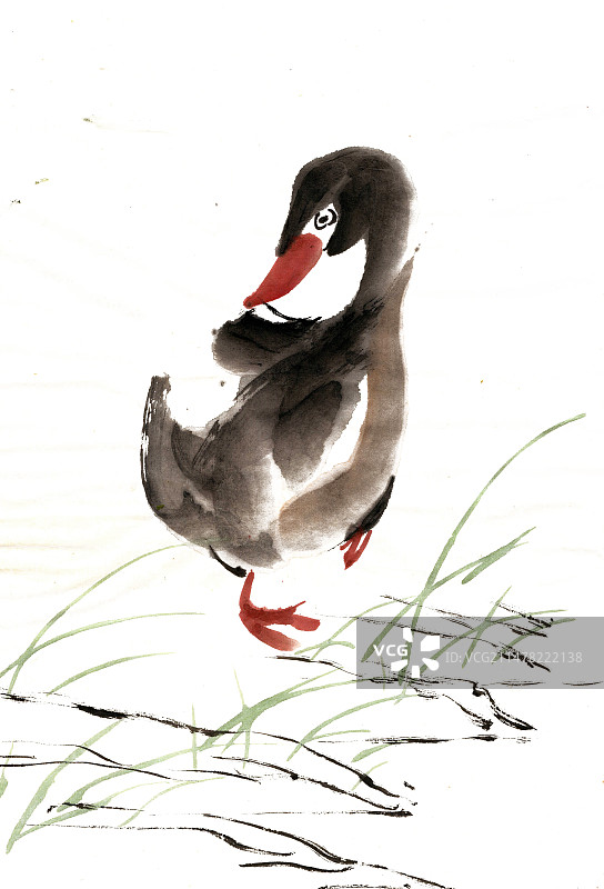 啄羽的鸭子图片素材