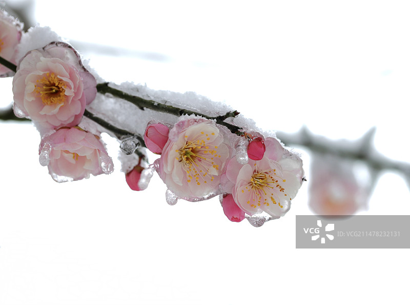 红梅傲雪图片素材