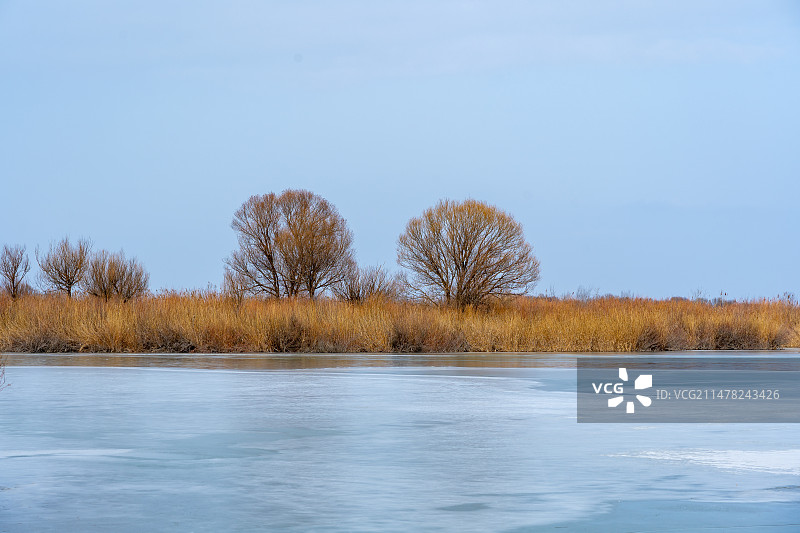东营黄河入海口过冬鸟类图片素材