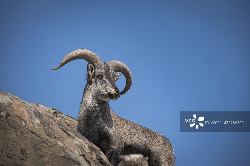 岩羊图片素材