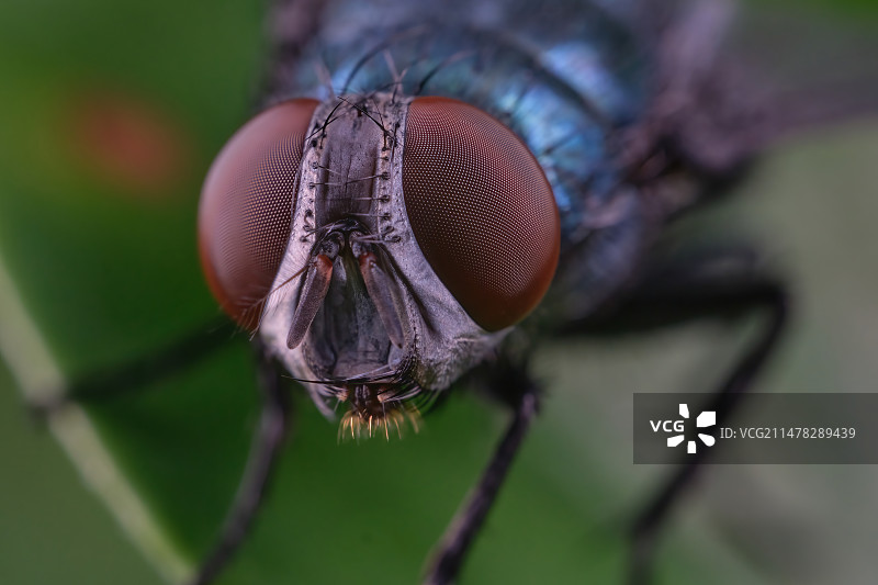 叶上昆虫特写镜头图片素材