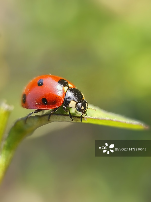 叶上瓢虫图片素材