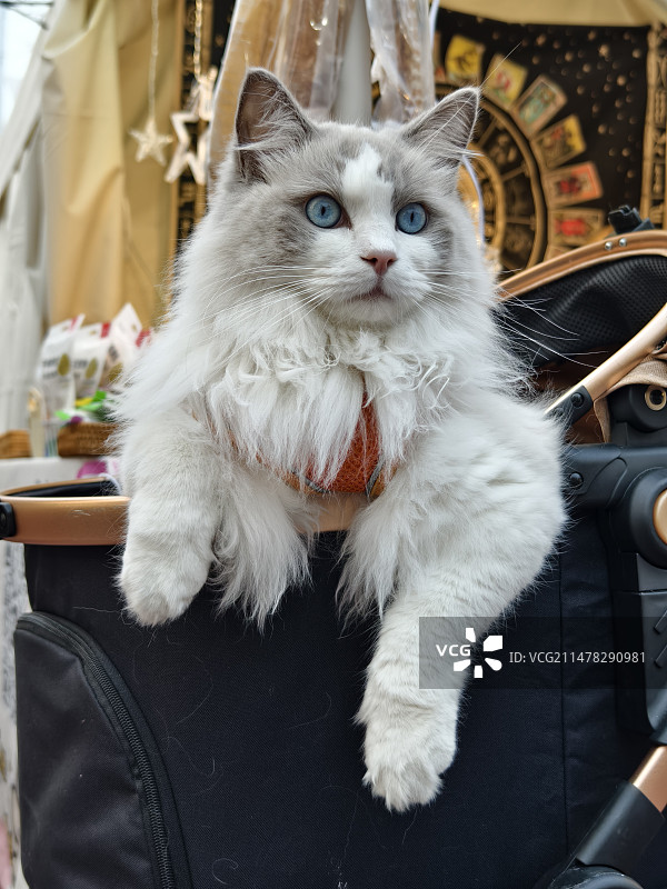 猫坐在户外的特写镜头图片素材