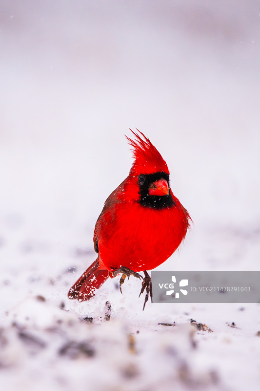 雪中的主红雀图片素材