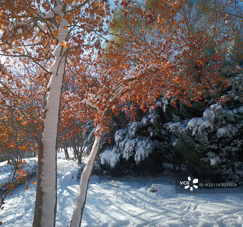 红叶白雪光影图片素材