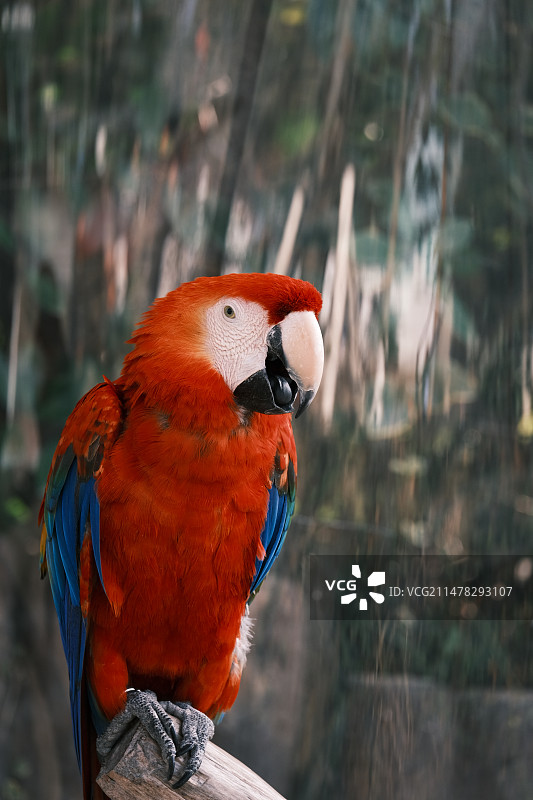 野生动物图片素材