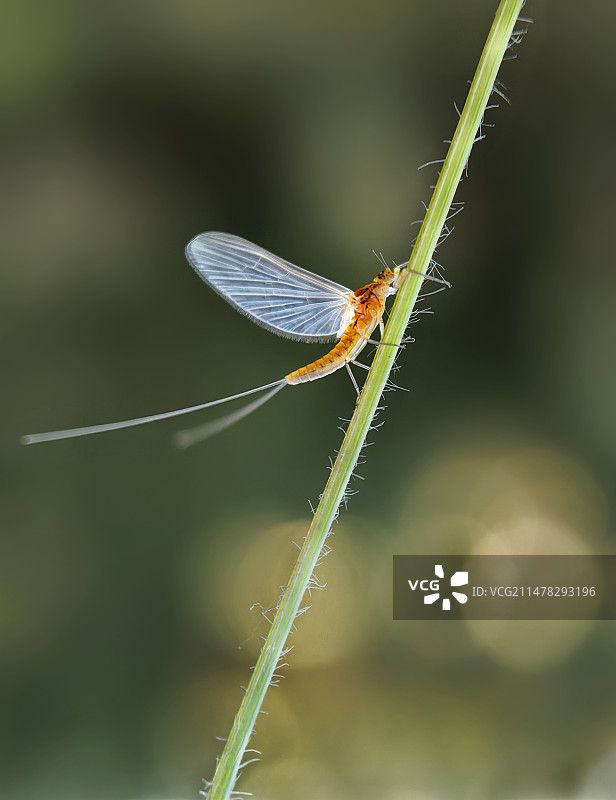 努力向上（蜉蝣）图片素材