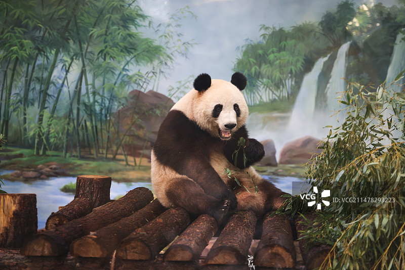 熊猫“香果”吃竹子图片素材