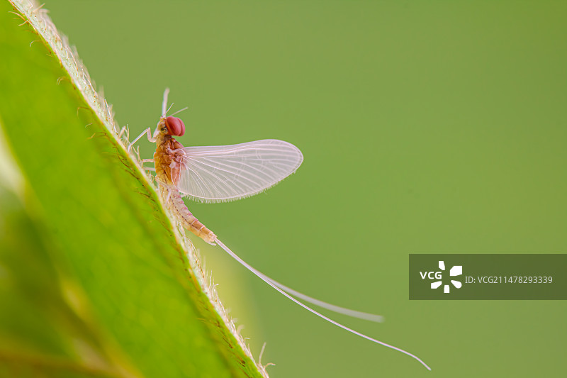 叶上蜉蝣特图片素材