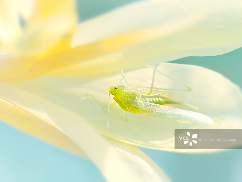 漫步花间图片素材