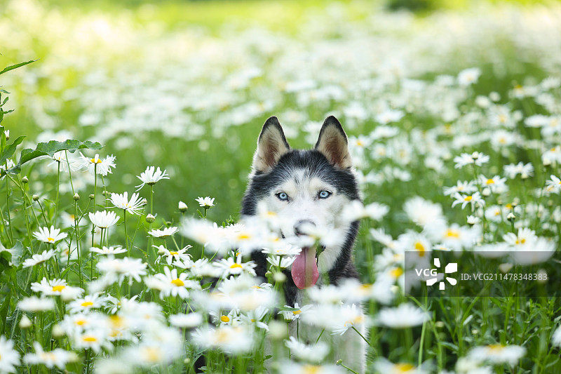 大滨菊中的哈士奇图片素材