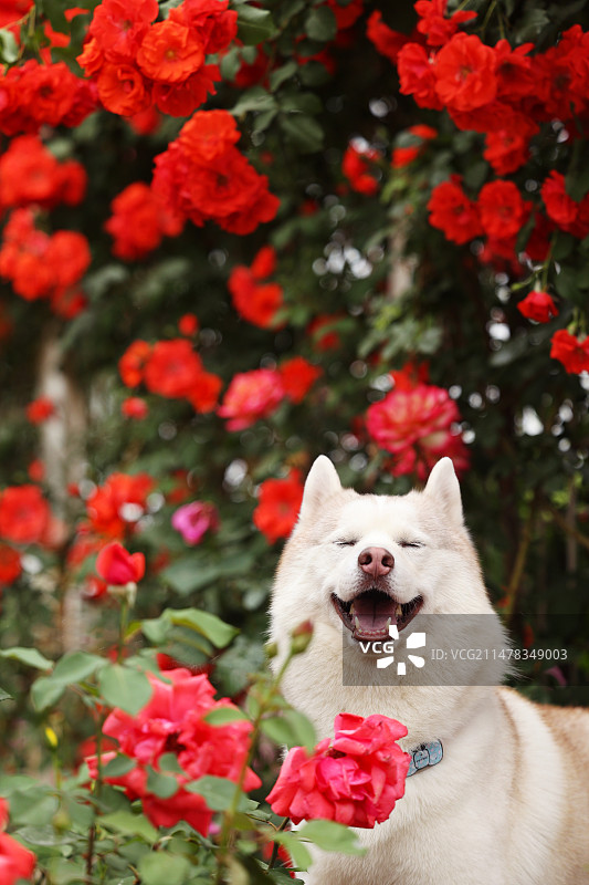 月季园中灿烂笑容的哈士奇图片素材