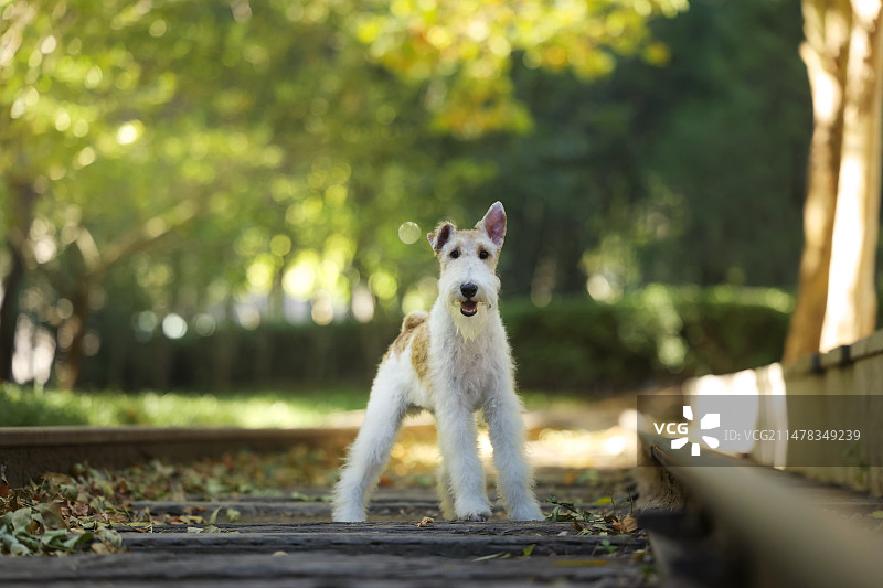 铁道公园里的猎狐梗图片素材